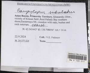 Campylopus subulatus Schimp. ex Milde, Гербарий мохообразных, Мхи - Дальний Восток (без Чукотки и Камчатки) (B20) (Россия)