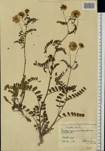 Вязель пестрый, Вязель разноцветный L., Восточная Европа, Северо-Украинский район (E11) (Украина)