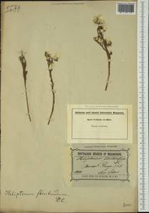 Rhodanthe floribunda (DC.) P.G. Wilson, Австралия и Океания (AUSTR) (Австралия)