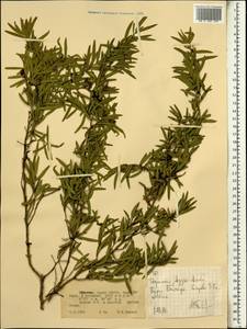 Magnoliopsida, Африка (AFR) (Эфиопия)