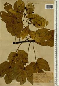 Firmiana simplex (L.) W. F Wight, Зарубежная Азия (ASIA) (Япония)
