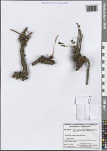 Родиола розовая, Золотой корень L., Сибирь, Центральная Сибирь (S3) (Россия)