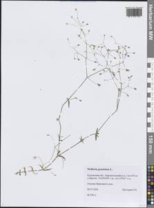 Звездчатка злаковая, Звездчатка злаковидная L., Сибирь, Западная Сибирь (S1) (Россия)