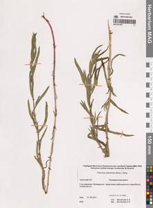 Achillea salicifolia subsp. salicifolia, Сибирь, Чукотка и Камчатка (S7) (Россия)