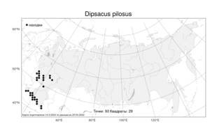 Dipsacus pilosus, Ворсянка волосистая L., Атлас флоры России (FLORUS) (Россия)