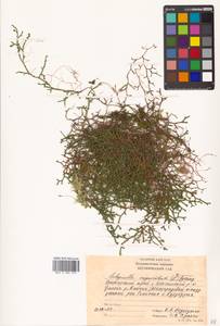 Boreoselaginella sanguinolenta (L.) Li Bing Zhang & X. M. Zhou, Сибирь, Дальний Восток (S6) (Россия)
