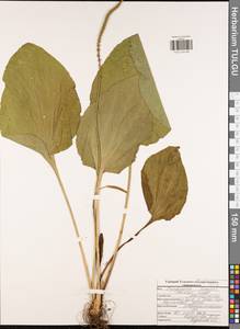 Подорожник большой L., Восточная Европа, Центральный район (E4) (Россия)