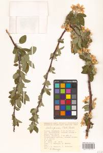 Яблоня лесная Mill., Восточная Европа, Нижневолжский район (E9) (Россия)