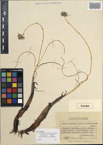 Allium bajtulinii Bajtenov & I.I.Kamenetskaya, Средняя Азия и Казахстан, Северный и Центральный Тянь-Шань (M4) (Казахстан)
