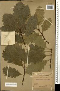 Quercus petraea subsp. polycarpa (Schur) Soó, Кавказ, Азербайджан (K6) (Азербайджан)