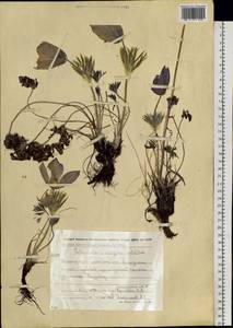 Прострел многораздельный (Pritz.) Zāmelis, Сибирь, Чукотка и Камчатка (S7) (Россия)