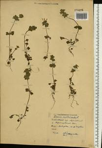 Яснотка стеблеобъемлющая L., Восточная Европа, Средневолжский район (E8) (Россия)