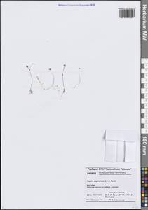 Мшанка моховидная (L.) Karst., Сибирь, Центральная Сибирь (S3) (Россия)