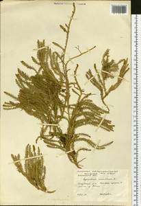 Spinulum annotinum subsp. annotinum, Сибирь, Западная Сибирь (S1) (Россия)