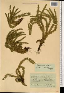 Баранец обыкновенный (L.) Bernh., Кавказ, Ставропольский край, Карачаево-Черкесия, Кабардино-Балкария (K1b) (Россия)