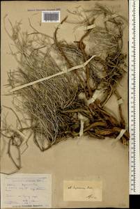 Астрагал гирканский Pall., Кавказ, Дагестан (K2) (Россия)