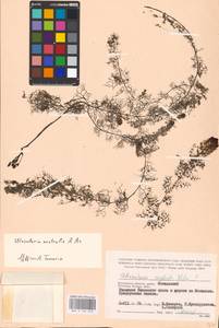 MHA 0 162 618, Utricularia ×neglecta Lehm., Восточная Европа, Центральный район (E4) (Россия)