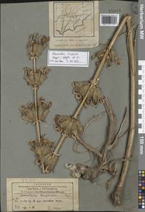 Phlomoides hissarica (Regel) Adylov, Kamelin & Makhm., Средняя Азия и Казахстан, Памир и Памиро-Алай (M2) (Таджикистан)