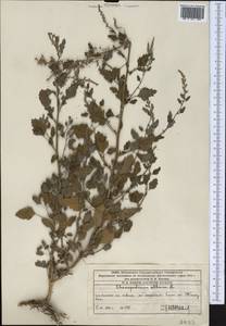 Марь белая L., Средняя Азия и Казахстан, Западный Тянь-Шань и Каратау (M3) (Казахстан)