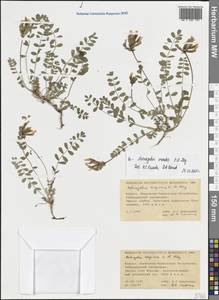 Астрагал горный C.A.Mey., Кавказ, Ставропольский край, Карачаево-Черкесия, Кабардино-Балкария (K1b) (Россия)