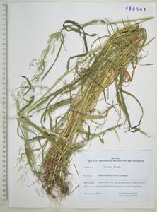 Цинна широколистная (Trevir. ex Göpp.) Griseb., Сибирь, Дальний Восток (S6) (Россия)