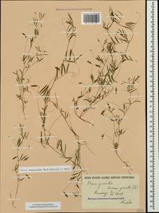 Vicia parviflora Cav., Крым (KRYM) (Россия)