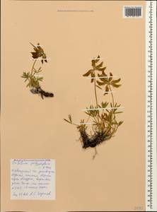 Клевер многолистный (C.A.Mey.)Latsch., Кавказ, Краснодарский край и Адыгея (K1a) (Россия)