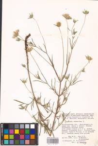 Ломелозия серебристая (L.) Greuter & Burdet, Восточная Европа, Нижневолжский район (E9) (Россия)