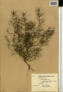 Солянка обыкновенная, Солянка сорная L., Восточная Европа, Московская область и Москва (E4a) (Россия)