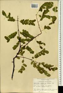 Caesalpinia decapetala (Roth)Alston, Зарубежная Азия (ASIA) (КНР)