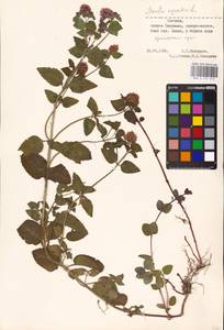 MHA 0 157 913, Мята водяная L., Восточная Европа, Эстония (E2c) (Эстония)