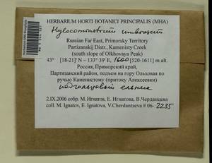 Hylocomiastrum umbratum (Hedw.) M. Fleisch. ex Broth., Гербарий мохообразных, Мхи - Дальний Восток (без Чукотки и Камчатки) (B20) (Россия)