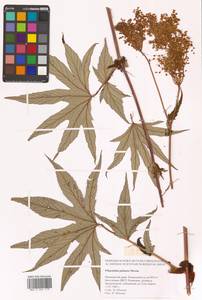 Filipendula digitata (Willd.) Bergmans, Сибирь, Дальний Восток (S6) (Россия)