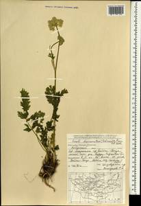 Жабрица заостренная (Schrenk) Pimenov & Sdobnina, Монголия (MONG) (Монголия)