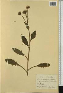 Hieracium porrectum subsp. porrectum, Западная Европа (EUR)