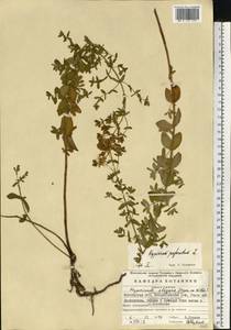 Зверобой продырявленный L., Восточная Европа, Московская область и Москва (E4a) (Россия)