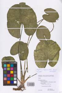 Nuphar × spenneriana Gaudin, Восточная Европа, Центральный район (E4) (Россия)