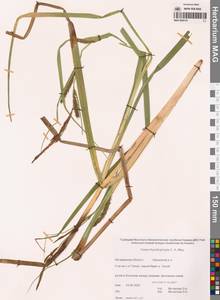 Carex utriculata Boott, Сибирь, Чукотка и Камчатка (S7) (Россия)
