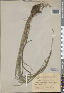 Осока Петерса (C.A.Mey. ex F.Schmidt) Akiyama, Сибирь, Дальний Восток (S6) (Россия)