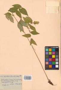 Горошек разветвленный (Maxim.) Ohwi, Сибирь, Дальний Восток (S6) (Россия)