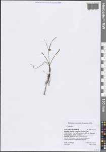 Сыть, Зарубежная Азия (ASIA) (Йемен)