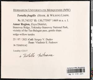 Tortella fragilis (Drumm.) Limpr., Гербарий мохообразных, Мхи - Дальний Восток (без Чукотки и Камчатки) (B20) (Россия)