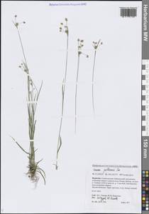 Ожика бледная Sw., Сибирь, Прибайкалье и Забайкалье (S4) (Россия)