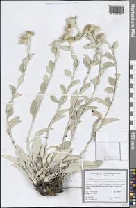 Девясил, Западная Европа (EUR) (Северная Македония)