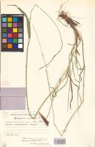 Пырейник смешиваемый (Roshev.) Tzvelev, Сибирь, Чукотка и Камчатка (S7) (Россия)