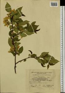 Яблоня ягодная (L.) Borkh., Сибирь, Прибайкалье и Забайкалье (S4) (Россия)