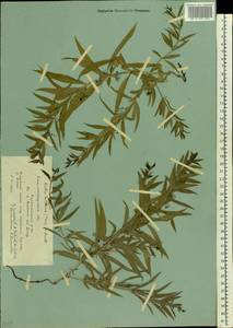 Марена татарская (Trevir.) F.Schmidt, Восточная Европа, Нижневолжский район (E9) (Россия)