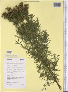 Pycnanthemum tenuifolium Schrad., Америка (AMER) (США)