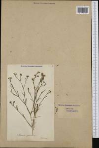 Cynanchica pyrenaica subsp. cynanchica (L.) P.Caputo & Del Guacchio, Западная Европа (EUR) (Швейцария)