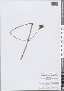 Схеноплектус озерный (L.) Palla, Восточная Европа, Средневолжский район (E8) (Россия)